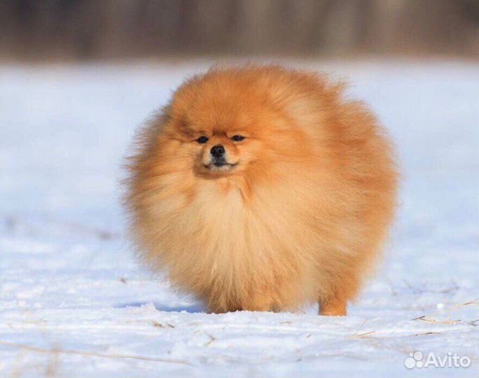 Шпиц кобели на вязку