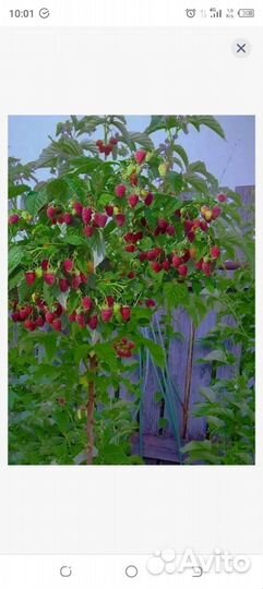 Малиновое дерево сорт Крепыш