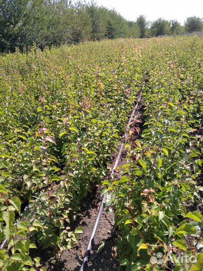 В продаже подвой жерделы