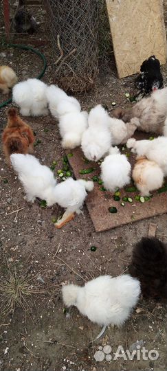 Цыплята