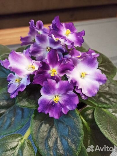 Фиалки цветущие в горшке