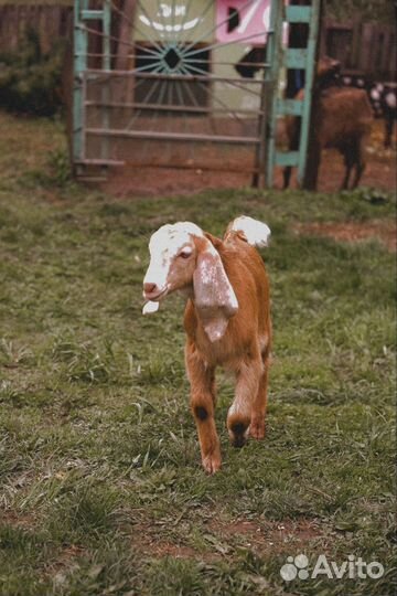 Козёл Нубо-Комори,козлята