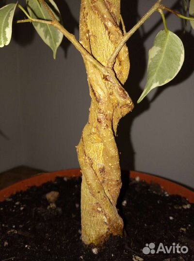 Фикус Бенджамина