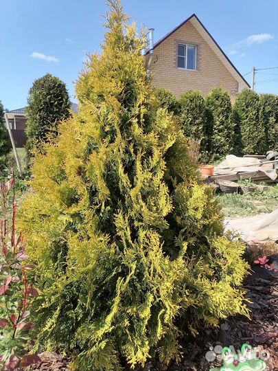 Туя еллоу риббон