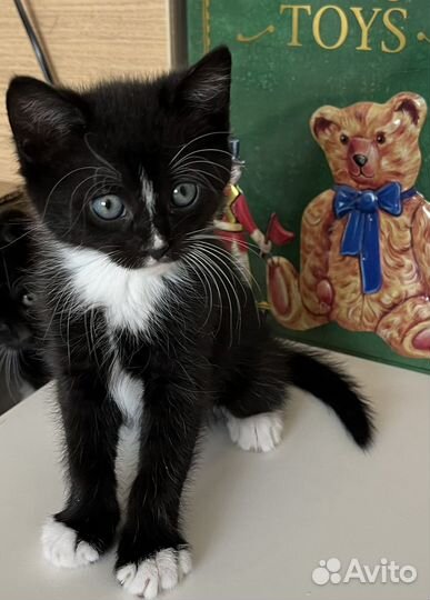Красавчик котенок