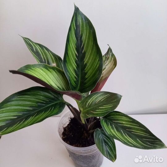 Калатея Пинстрайп Бьюти Стар