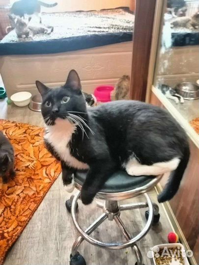 Котик Пузик