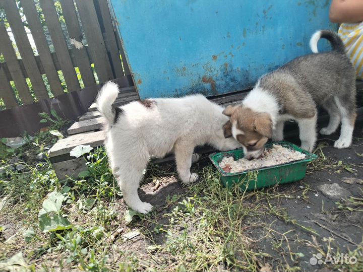 Собака в добрые руки отдам бесплатно