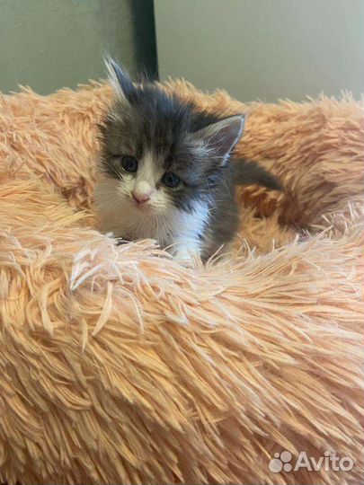 Малышка ищет дом