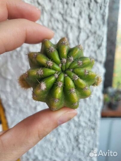 Зарубежные