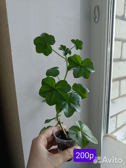 Пеларгония Айс роуз