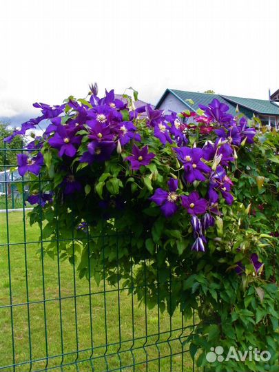 Клематис фиолетовый