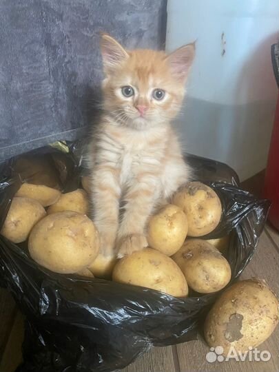 Рыжая кошечка