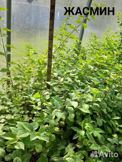 Декоративные кустики на дорост