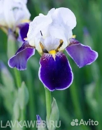 Многолетние растения (молодило, хосты, ирис)