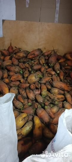 Свекла кормовая