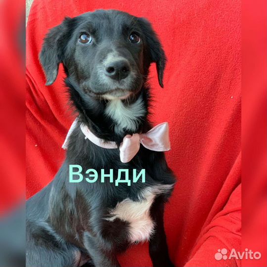 Собаки в добрые руки