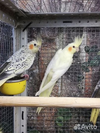 Попугаи корелла птенцы, клетки