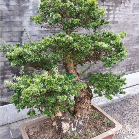 Самшит морозостойкий, семена