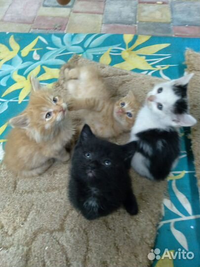 Котята в добрые руки