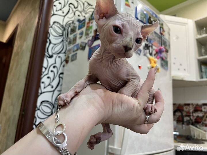 Котята сфинкс эльф