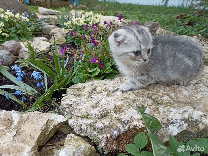 Продаются котята