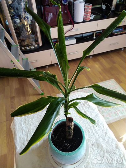 Комнатные цветы драцена