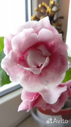 Глоксиния Фиалка