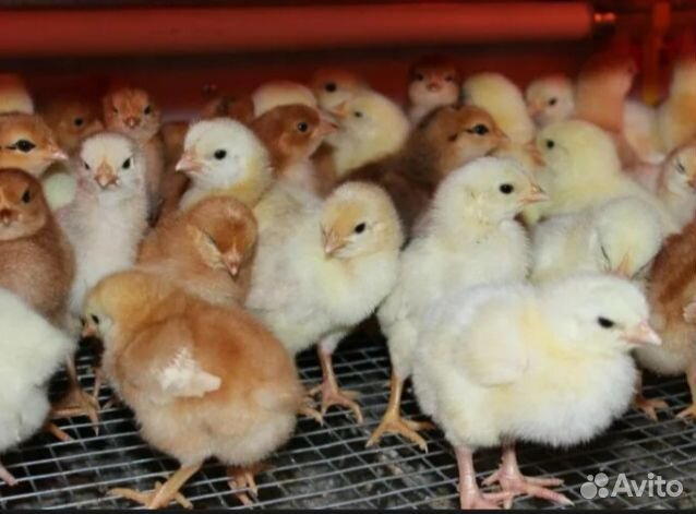 Инкубационное яйцо