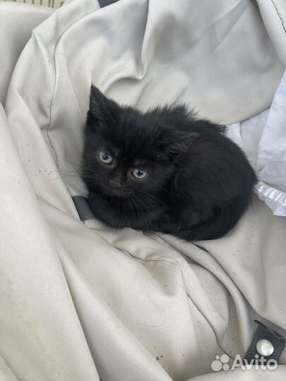 Котята бесплатно