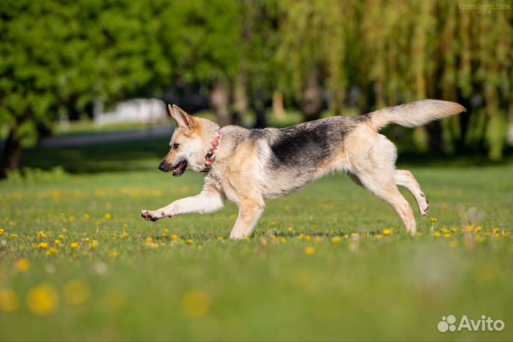 Собака в добрые руки