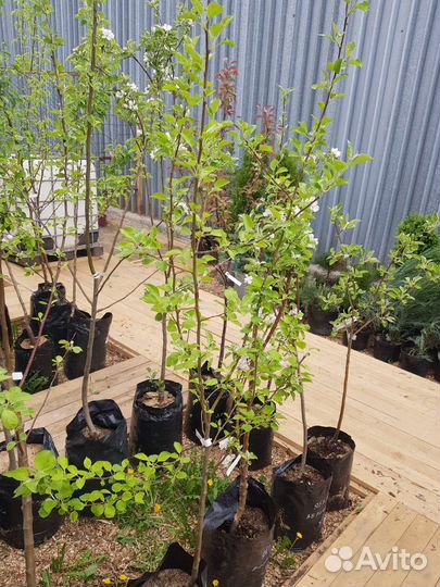 Саженцы яблони 