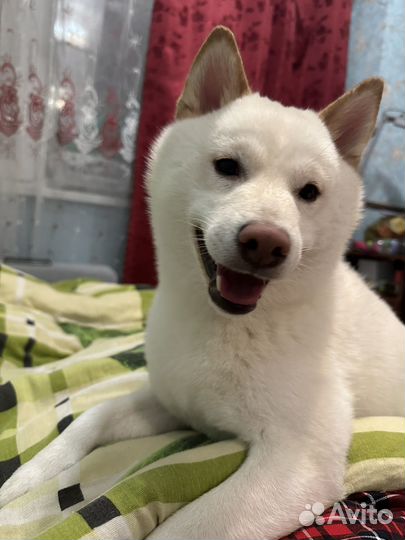 Вязка кобеля Сиба -ину