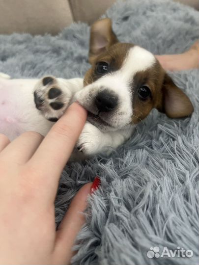 Джек Рассел терьер