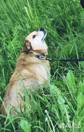 Собака в дар