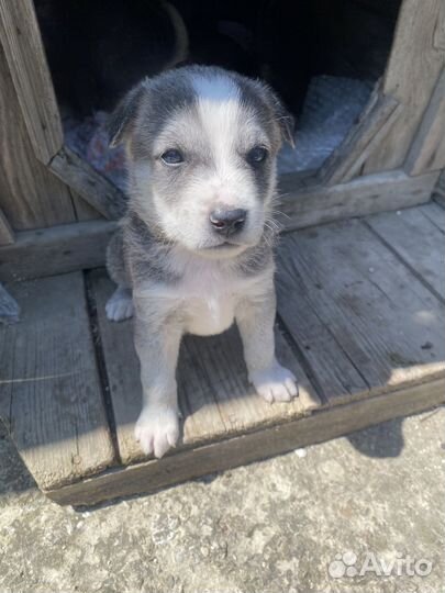 Щенки в добрые руки