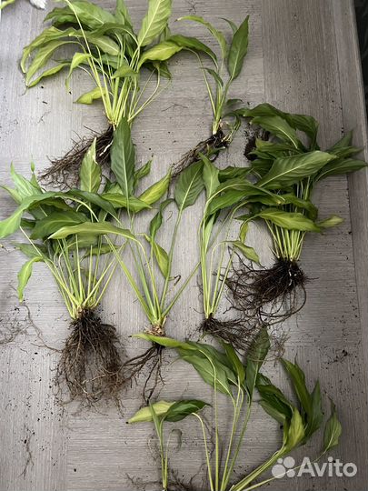 Спатифиллум (женское счастье) цветок