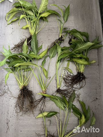 Спатифиллум (женское счастье) цветок