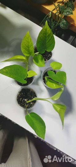 Эпипремнумы, сциндапсусы, Филодендроны и др