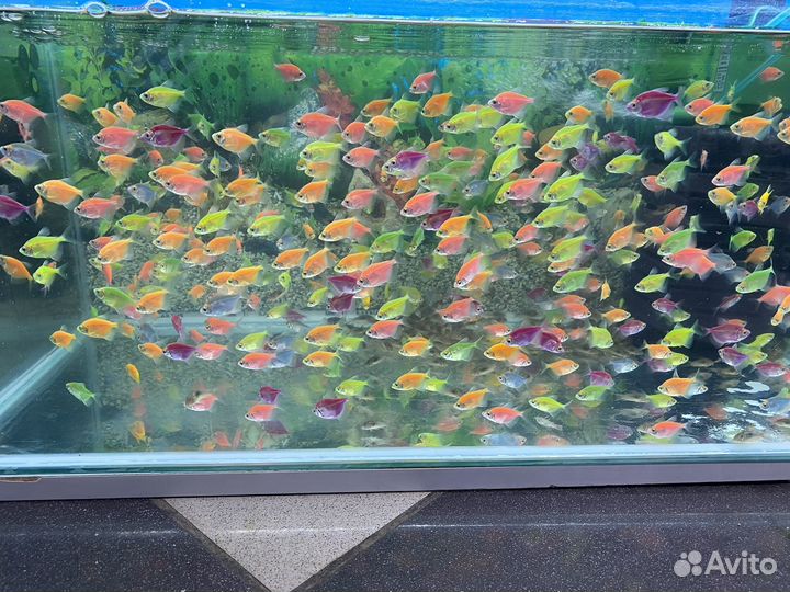 Аквариумные рыбки