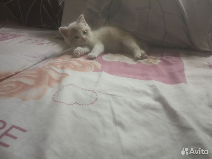 Отдам бесплатно кота