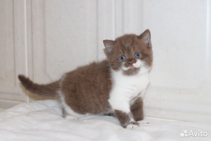 Британские котята