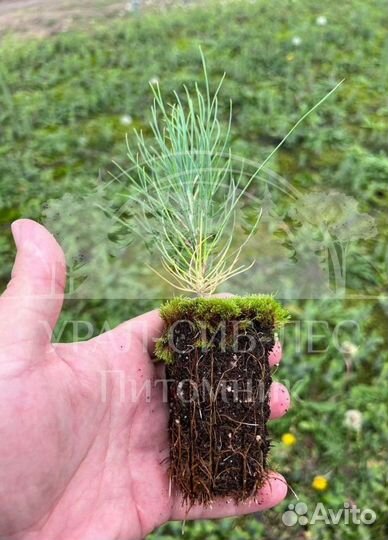 Сеянцы на лесовосстановление Горная сосна Мугус зк