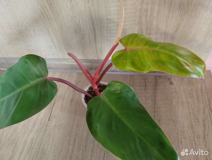 Филодендроны