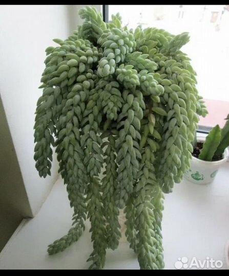 Очиток моргана