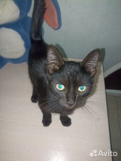 Котёнок в самые добрые руки