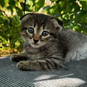 Вислоухие котята в добрые руки