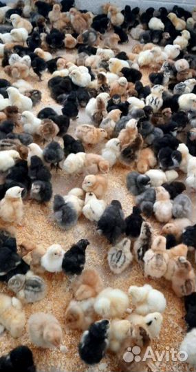 Цыплята суточные