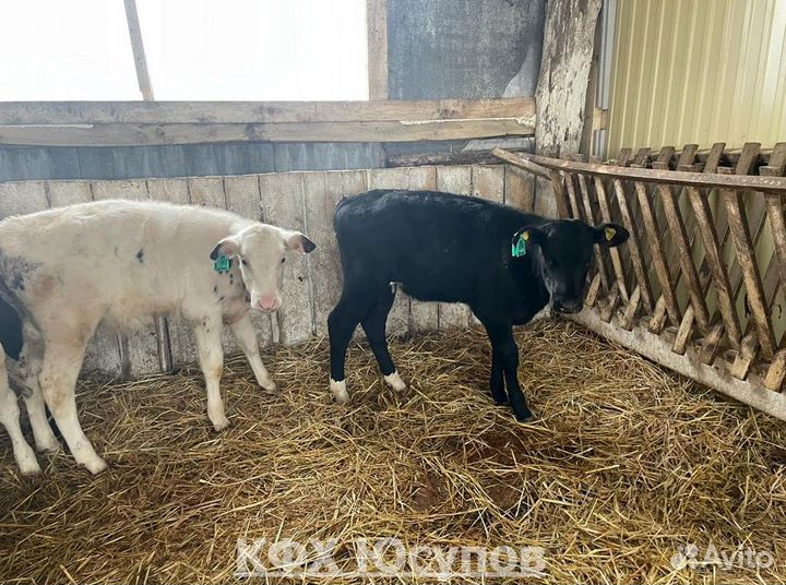 Телята бычки телки