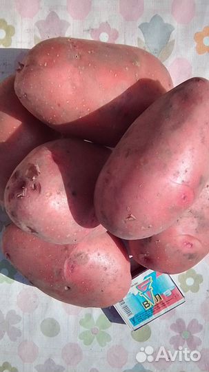 Продам картофель